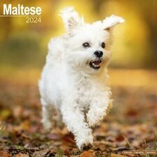 Calendrier 2024 bichon d'occasion  Troyes