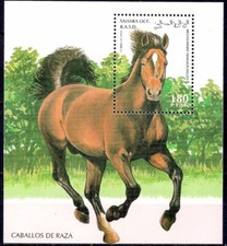 Sahara 1995 cavalli usato  Trambileno