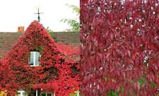Virginia creeper climbing for sale  KING'S LYNN