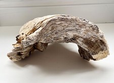 Driftwood piece display for sale  TAUNTON