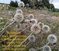 Kugeldistel echinops sphaeroce gebraucht kaufen  Langenfeld (Rheinland)