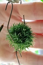tillandsia usato tillandsia usato Nettuno