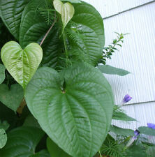 Heart leaf vine for sale  Katy