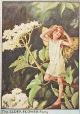 Flower fairies elder for sale  MOLD