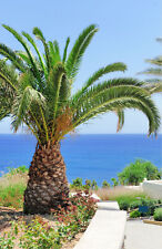 Phoenix canariensis palma usato  Torino