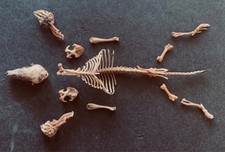 Taxidermy mole skeleton for sale  LITTLEHAMPTON