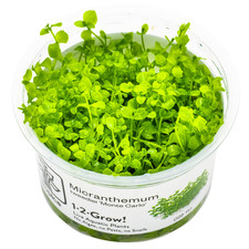 Tropica foreground live for sale  STEVENAGE