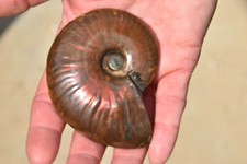 Ammonite aioloceras besairiei d'occasion  Pont-à-Mousson