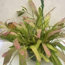 Pseudo rhipsalis ramulosa for sale  LIVERPOOL