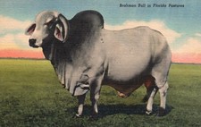 Postcard brahman bull for sale  Midlothian