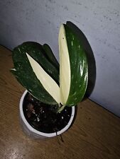 Monstera standleyana cobra for sale  Homestead