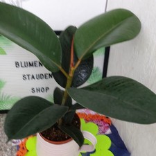 Ficus elastica dunkel gebraucht kaufen  Bückeburg