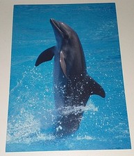 Delfin delphin dolphin gebraucht kaufen  Haßmersheim