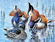 Mandarin ducks pond for sale  NELSON