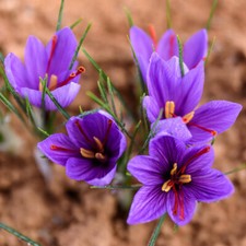 Autumn flowering bulbs for sale  PETERBOROUGH