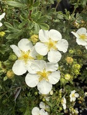 Potentilla abbotswood white for sale  CRAIGAVON