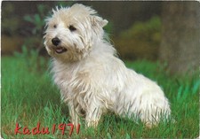 431) AK West Highland White Terrier, "Westie" Dog, Hunde Postkarte Tiere   comprar usado  Enviando para Brazil