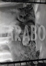 Vintage gatto steso usato  Roma