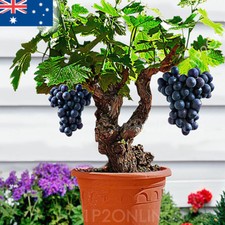 Planta de casa bonsai anã mini 50 sementes de uva RARAS vaso de frutas plantas comprar usado  Enviando para Brazil