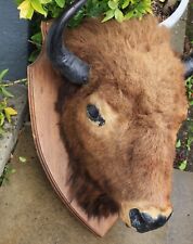 Victorian taxidermy american for sale  BARNOLDSWICK