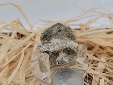 Real permineralized dinosaur for sale  Belleville