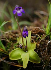 Pinguicula vulgaris pianta usato  Reggio Calabria