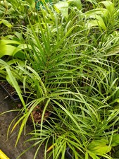 Phoenix roebelenii pot for sale  HOLT