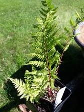 Lady red fern for sale  Minneapolis