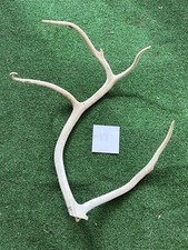 Natural reindeer antlers for sale  TENBURY WELLS