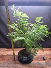 Dawn redwood bonsai for sale  PETERBOROUGH