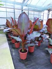 rote banane gebraucht kaufen rote banane gebraucht kaufen Wuppertal