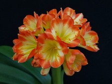 Clivia seven desire d'occasion  Basse-Goulaine