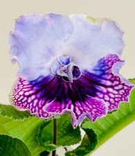 Streptocarpus plant vat for sale  Summerville