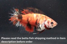 Rare live betta d'occasion  Expédié en Belgium