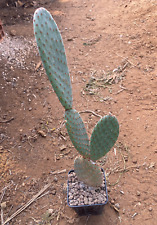 Opuntia microdasys var. usato  Menfi