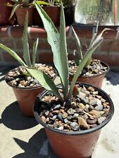 Blue agave. agave for sale  Norwalk
