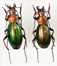 Paire carabus chrysocarabus d'occasion  Paris XI
