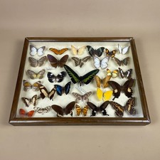 Framed butterfly display for sale Framed butterfly display for sale  FAREHAM