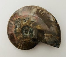 Ammonite fossil polished for sale  Hewitt