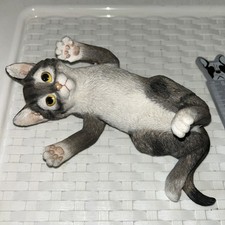 Playful leonardo kitten for sale  BIRMINGHAM
