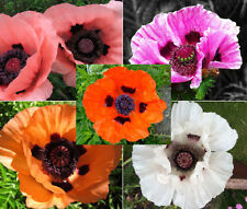 CORES MISTURADAS DE PAPOULA ORIENTAL Papaver Orientale - 11.000 sementes a granel comprar usado  Enviando para Brazil