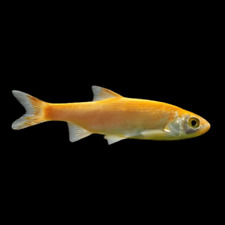 Golden orfe leuciscus for sale  HAYWARDS HEATH