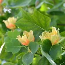 Liriodendron tulipifera 9cm for sale  IPSWICH
