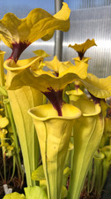 Sarracenia seedling 038 for sale  Seattle