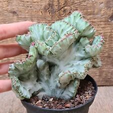 Euphorbia lactea variegata usato  Trevi