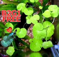 Betta wort centella for sale  Marietta