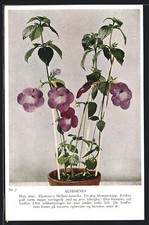 Achimenes blume topf gebraucht kaufen  Berlin