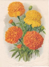 Vintage botanical prints for sale Vintage botanical prints for sale  FORDINGBRIDGE