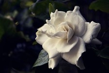 Gardenia august beauty for sale  Christmas