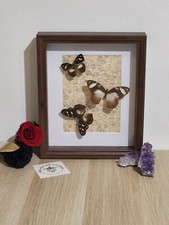 Butterfly frame dardanus d'occasion  Expédié en Belgium